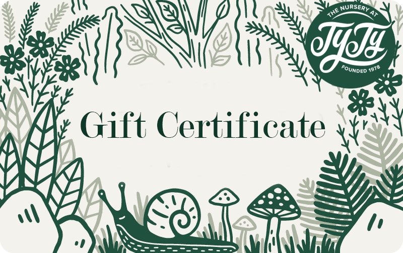 Ty Ty Nursery Gift Certificate