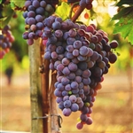 Concord Bunch Grape Vine