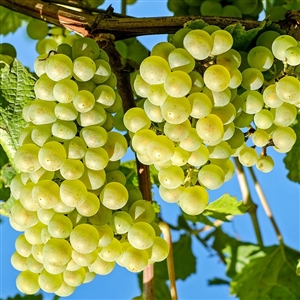 Niagara Bunch Grape Vine
