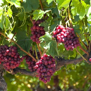 Red Catawba Bunch Grape Vine