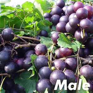 Buy Cowart Muscadine from Ty Ty Nursery