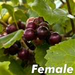 Jumbo Muscadine (F)