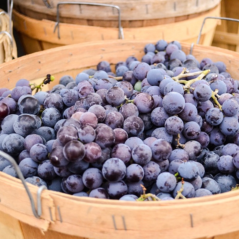 Buy Concord Seedless Grapevines from Ty Ty Nursery