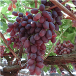 Crimson Seedless Grape Vine