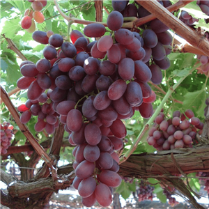 Thompson's Seedless Grapevines For Sale at Ty Ty Nursery