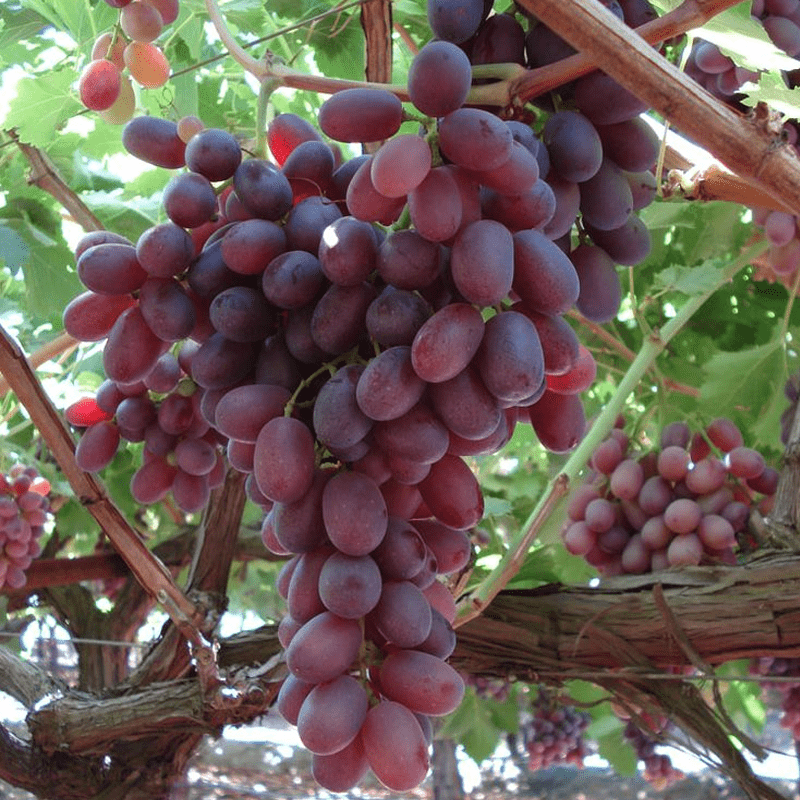 Buy Crimson Seedless Grapevines from Ty Ty Nursery