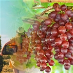 Reliance Seedless Grape Vine