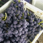 Summer Royal Seedless Grape Vine