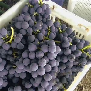 Summer Royal Seedless Grape Vine