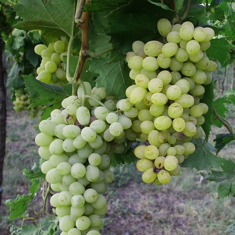 Jumbo Green Seedless Grapes