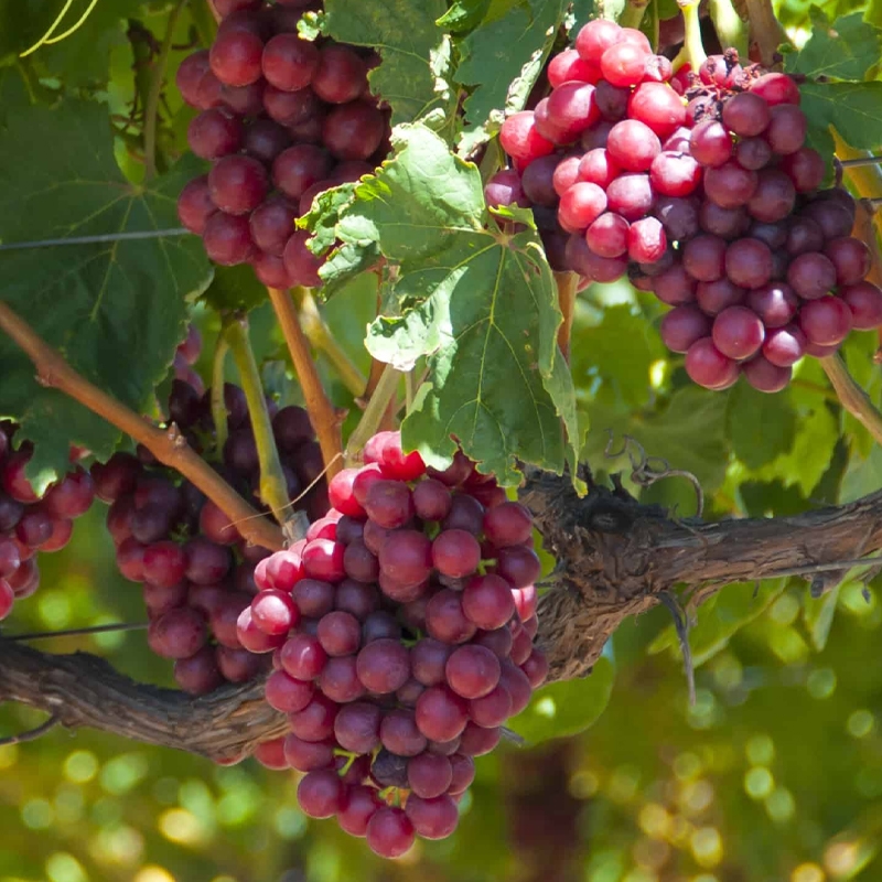 Champagne Seedless Grape Vine