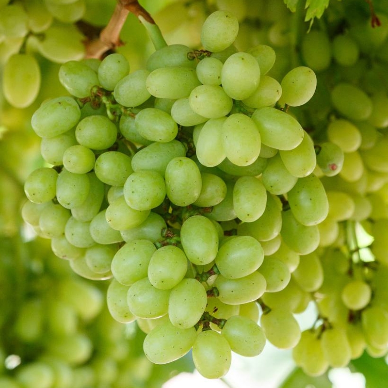 Basket & Bushel Green Seedless Grapes