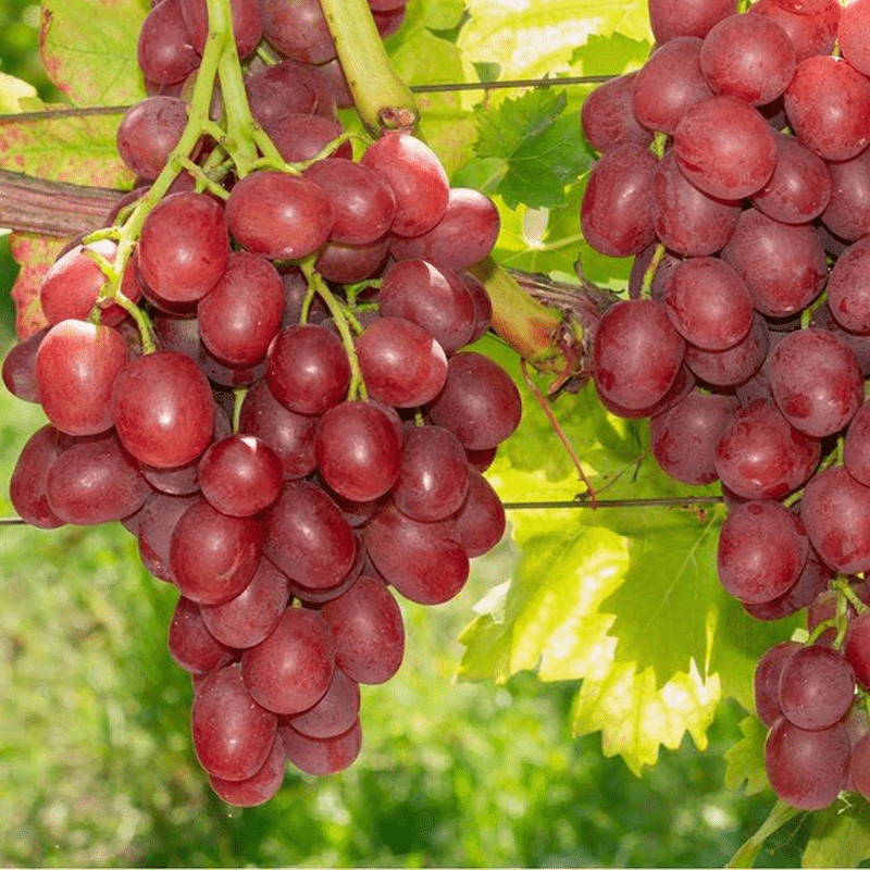 Princess Seedless Grape  Grape Vines From Paradise Nursery