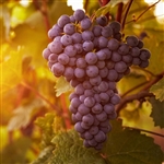 Glenora Seedless Grape Vine