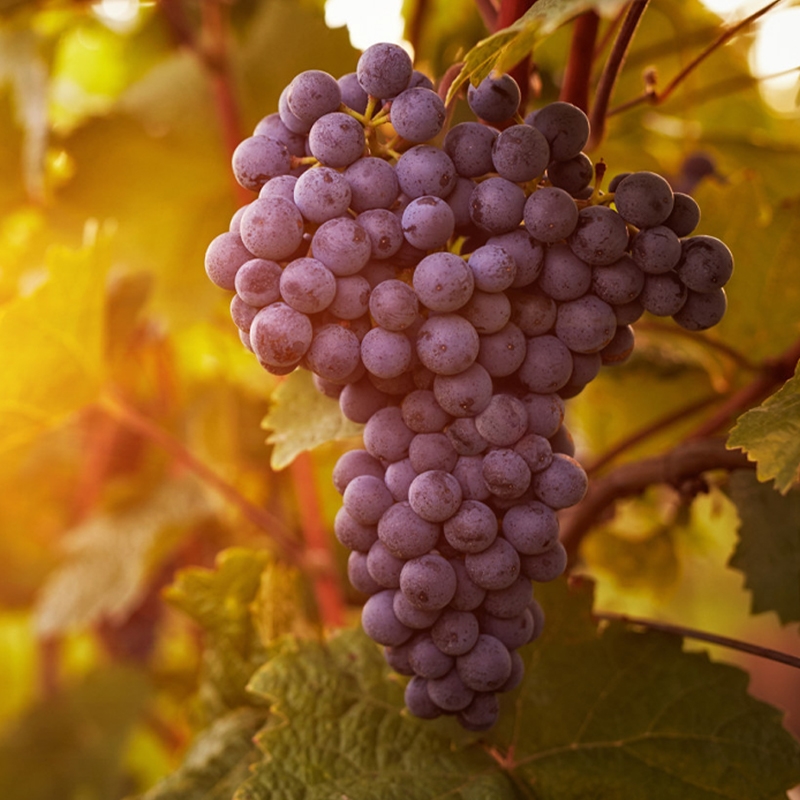 Glenora Seedless Grape Vine