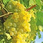 Himrod Seedless Grape Vine