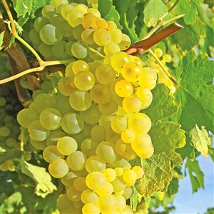 Buy Himrod Seedless Grape Vine from Ty Ty Nursery