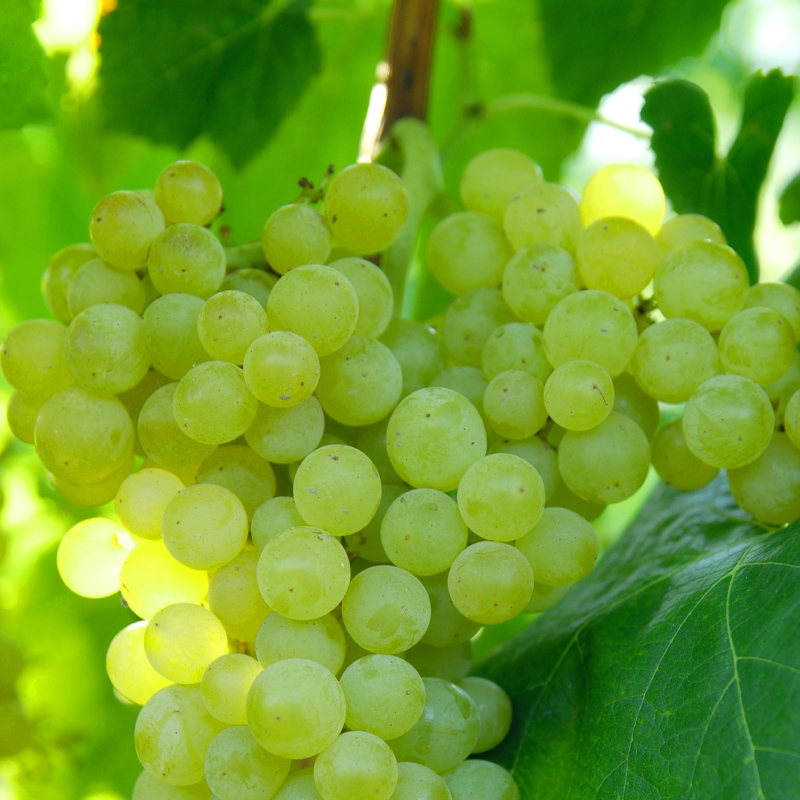 Lakemont Seedless Grape Vine