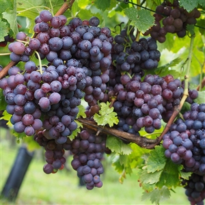 Midgely's Purple Seedless Grape Vine