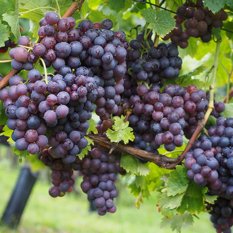 Thompson Bunch Grape Vine  Ison's Nursery & Vineyard