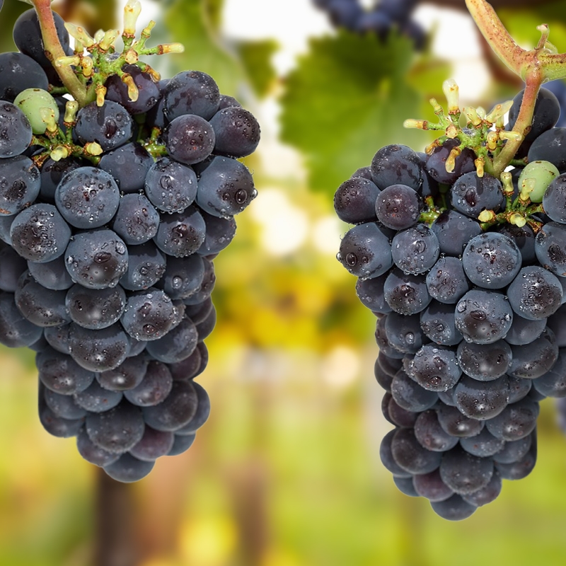 Thomcord Seedless Grape Vine