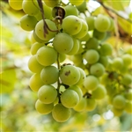 White Romulus Seedless Grape Vine