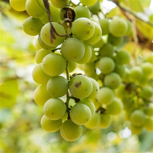 Buy White Romulus Seedless Grape Vine from Ty Ty Nursery