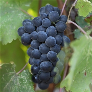 Cabernet Sauvignon Wine Grape Vine