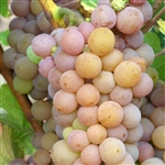 Pinot Gris White Wine Grape Vine