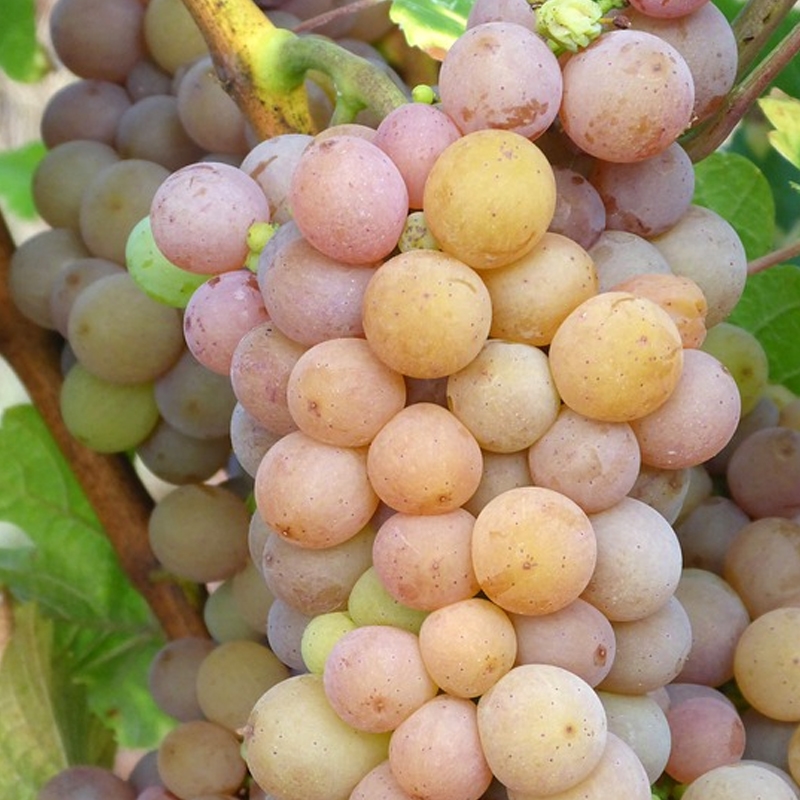 Delight Seedless Grape Vine