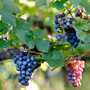Pinot Noir Wine Grape Vine