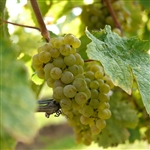 Sauvignon Blanc Wine Grape Vine