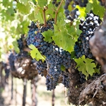 Zinfandel Wine Grape Vine