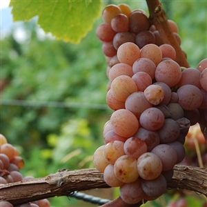 Gewurztraminer White Wine Grape Vine
