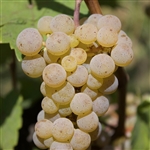 White Riesling Wine Grape Vine