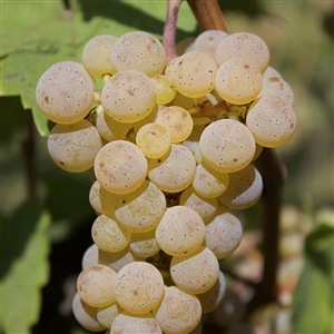 White Riesling Wine Grape Vine