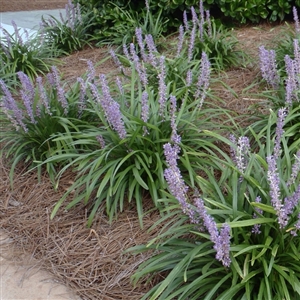 Liriope muscari 'Super Green Giant'