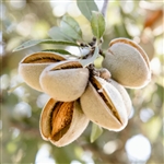 Mission (Texas) Almond Tree