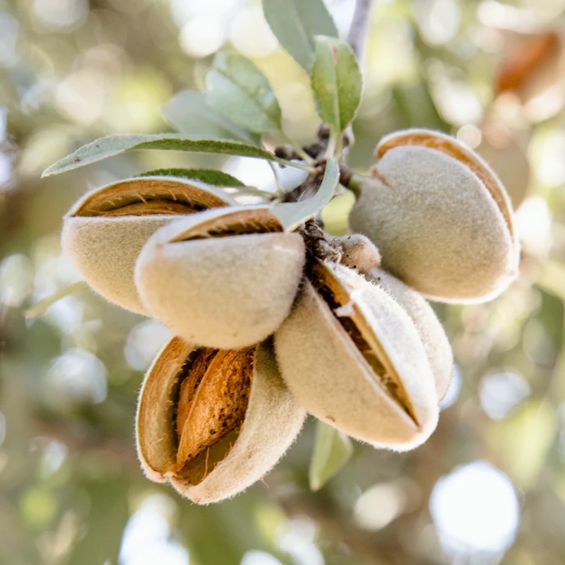 Mission (Texas) Almond Tree
