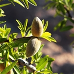 Prima Almond Tree