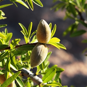 Buy Prima Almond Trees from Ty Ty Nursery