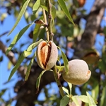Seaside Almond Tree