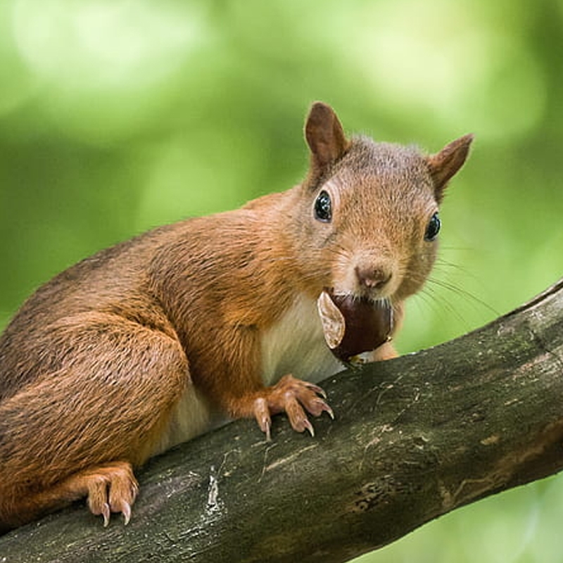 Wildlife Chestnut Tree