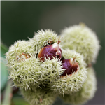 Wildlife Chinquapin Tree