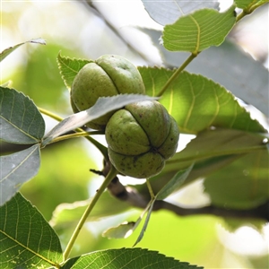 Shellbark Hickory Tree