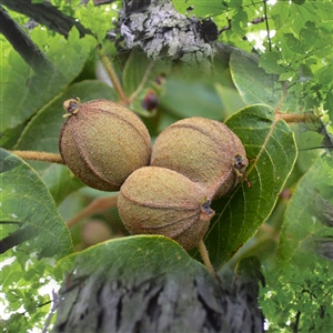 White Hickory Tree