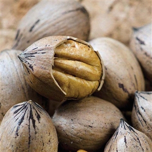 Buy Caddo Pecan Trees