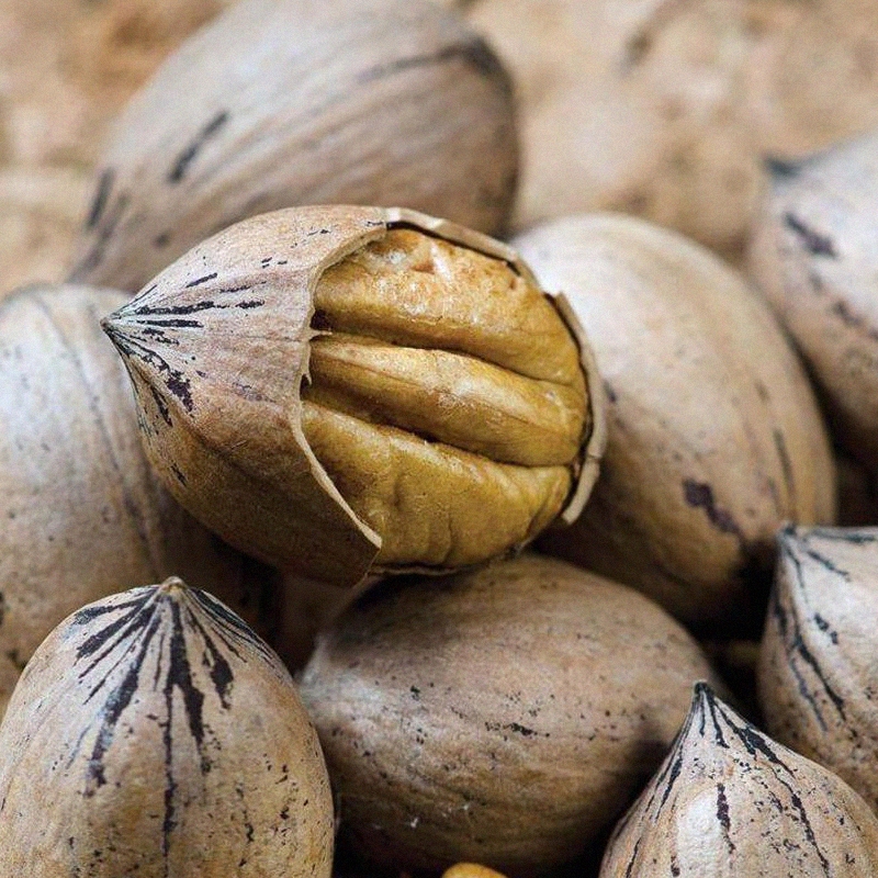 Buy Caddo Pecan Trees from Ty Ty Nursery