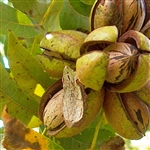 Candy Pecan Tree