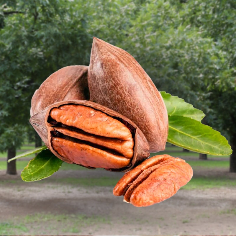 Desirable Pecan Tree